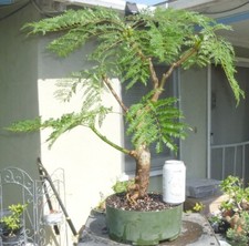 Bonsai blue jacaranda for sale  Rosemead