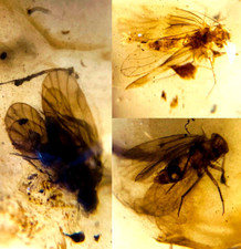 Burmese amber insect for sale  Harrison Township
