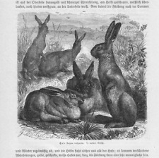 Hase lepus vulgaris gebraucht kaufen  Lauenburg/ Elbe