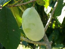 Asimina triloba petterson usato  Villa Di Tirano