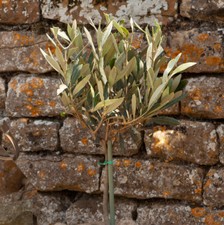 Olive tree mini for sale  PETERBOROUGH