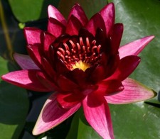 Red live hardy for sale  Virginia Beach