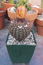 Parodia rutilans pink for sale  La Mirada