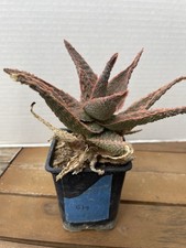 mature aloe for sale mature aloe for sale San Antonio