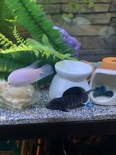 Black convict cichlids for sale  Vevay