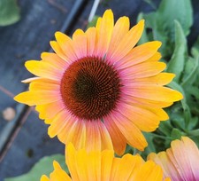 Echinacea unica orange for sale  UK