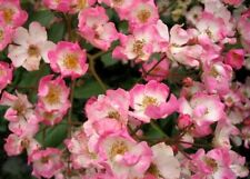 Shrub rose ballerina for sale  CRANBROOK