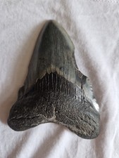 100 genuine megalodon for sale  BUCKINGHAM