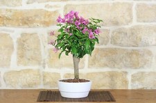 Bonsai bougainvillea ciotola usato  Giovinazzo