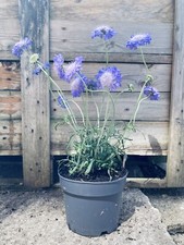 Xxl scabiosa lilac for sale  ASHBOURNE