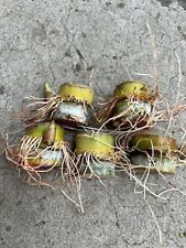 Rooted sugarcane cutting for sale  Baldwin Park