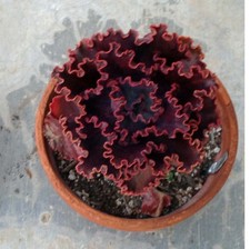 echeveria for sale  Canoga Park