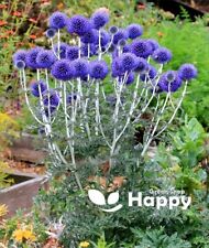 Blue globe thistle for sale  DONCASTER