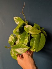 Hoya gracilis houseplant for sale Hoya gracilis houseplant for sale  MANCHESTER