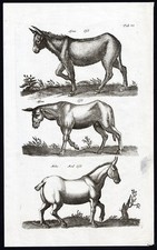 Stampa antica equus usato  Spedire a Italy