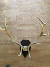 Hirschgeweih rothirsch 12 gebraucht kaufen  Ortenberg