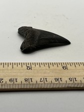 Great white shark for sale  Wake Forest