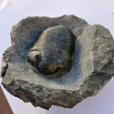 Wenndorfia trilobite fossil. for sale  SAFFRON WALDEN