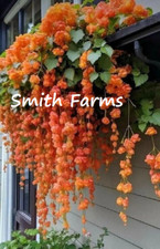 Seeds orange weeping for sale  Grandview