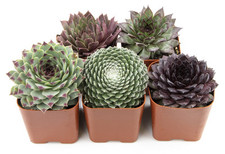 Sempervivum succulents plants for sale  Secaucus