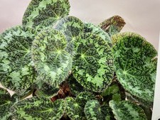 Begonia longiciliata sizemorea for sale  Pepperell