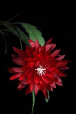 blattkaktus epiphyllum gebraucht kaufen blattkaktus epiphyllum gebraucht kaufen Bad Driburg