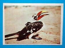 Figurina panini animali usato  Italia