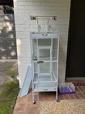 pionus parrot for sale pionus parrot for sale Tupelo