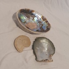 Shells fossil shell for sale  LEIGH-ON-SEA