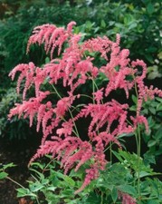Astilbe thunbergii straußenfe gebraucht kaufen  Westerstede