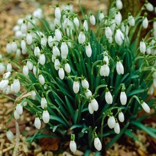 Garden state bulb for sale  Vineland