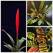 Vriesea era bromeliad for sale  NOTTINGHAM