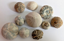 Seeigel fossilien echinocorys gebraucht kaufen  Schwerin