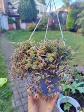 Inch well rooted for sale  LONDON