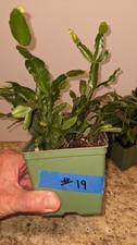 christmas cactus for sale christmas cactus for sale Afton