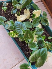 macrorrhiza alocasia gebraucht kaufen macrorrhiza alocasia gebraucht kaufen Haslach