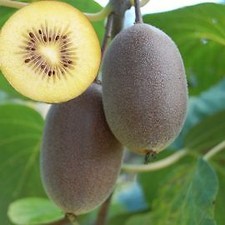 Kiwi arguta autofertile usato  Italia