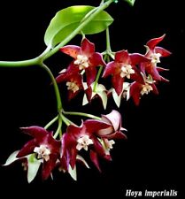 Hoya imperialis red d'occasion  Expédié en Belgium