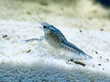 Juvenile electric blue for sale  Marlboro