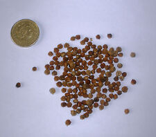 False pepper peruvian for sale  PRESTON