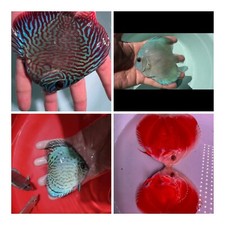 Pack discus fish for sale  San Jose