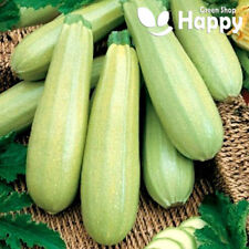 Courgette bianca trieste for sale  DONCASTER