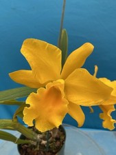 Rlc anianiau yellow for sale  San Francisco