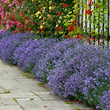 Lavender plug plants for sale  PETERBOROUGH