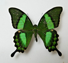 Papilio palinurus butterfly for sale Papilio palinurus butterfly for sale  LIVERPOOL