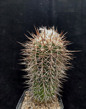 Copiapoa calderana var. usato  Spedire a Italy
