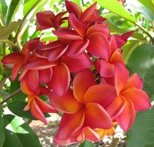 Rare yolanda rooted for sale  Honolulu