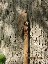 American red oak for sale  Winchester
