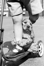 Vintage dog scooter for sale  Tampa
