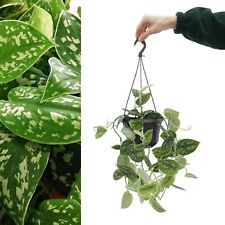 Scindapsus pictus argyraeus for sale  GLASGOW